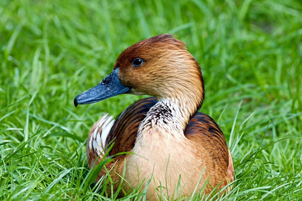vogels vogel hdr fauna natuur aves zang vliegen vrij